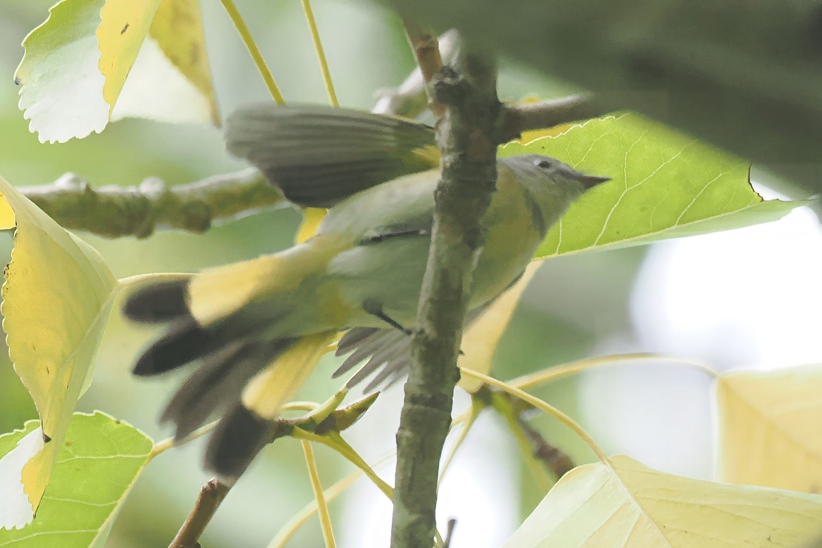 סבכון חכלילי - ML647200953