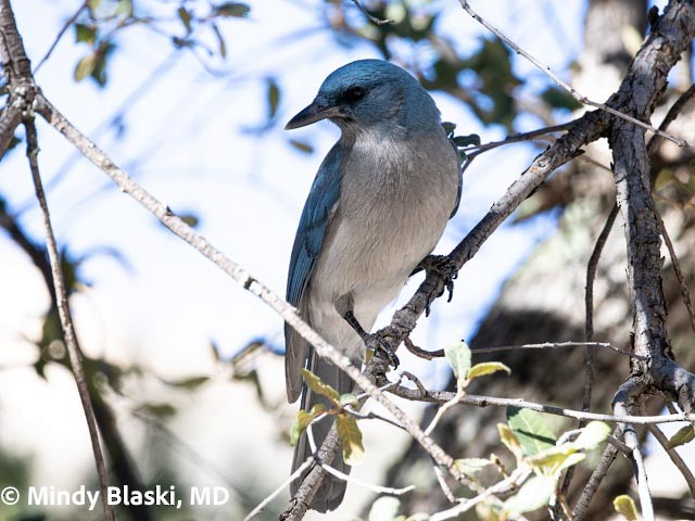 Mexican Jay - ML647200955