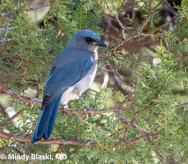 Mexican Jay - ML647200956