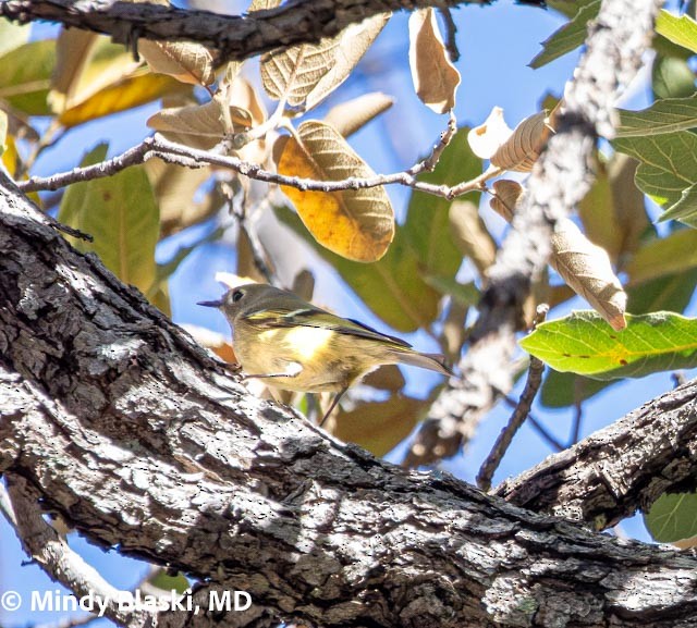 Ruby-crowned Kinglet - ML647200966