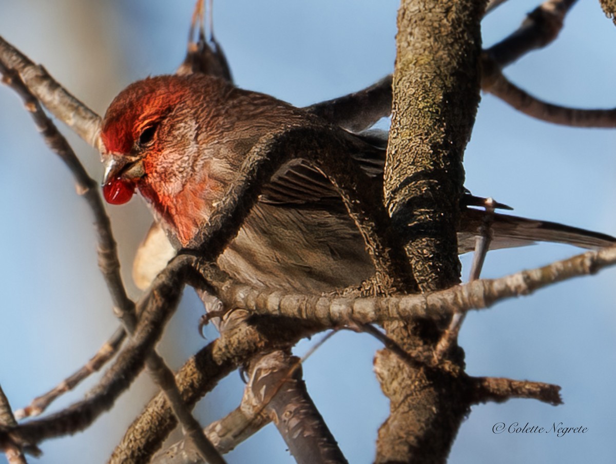 House Finch - ML647200967