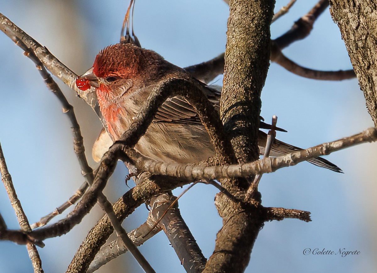 House Finch - ML647200968