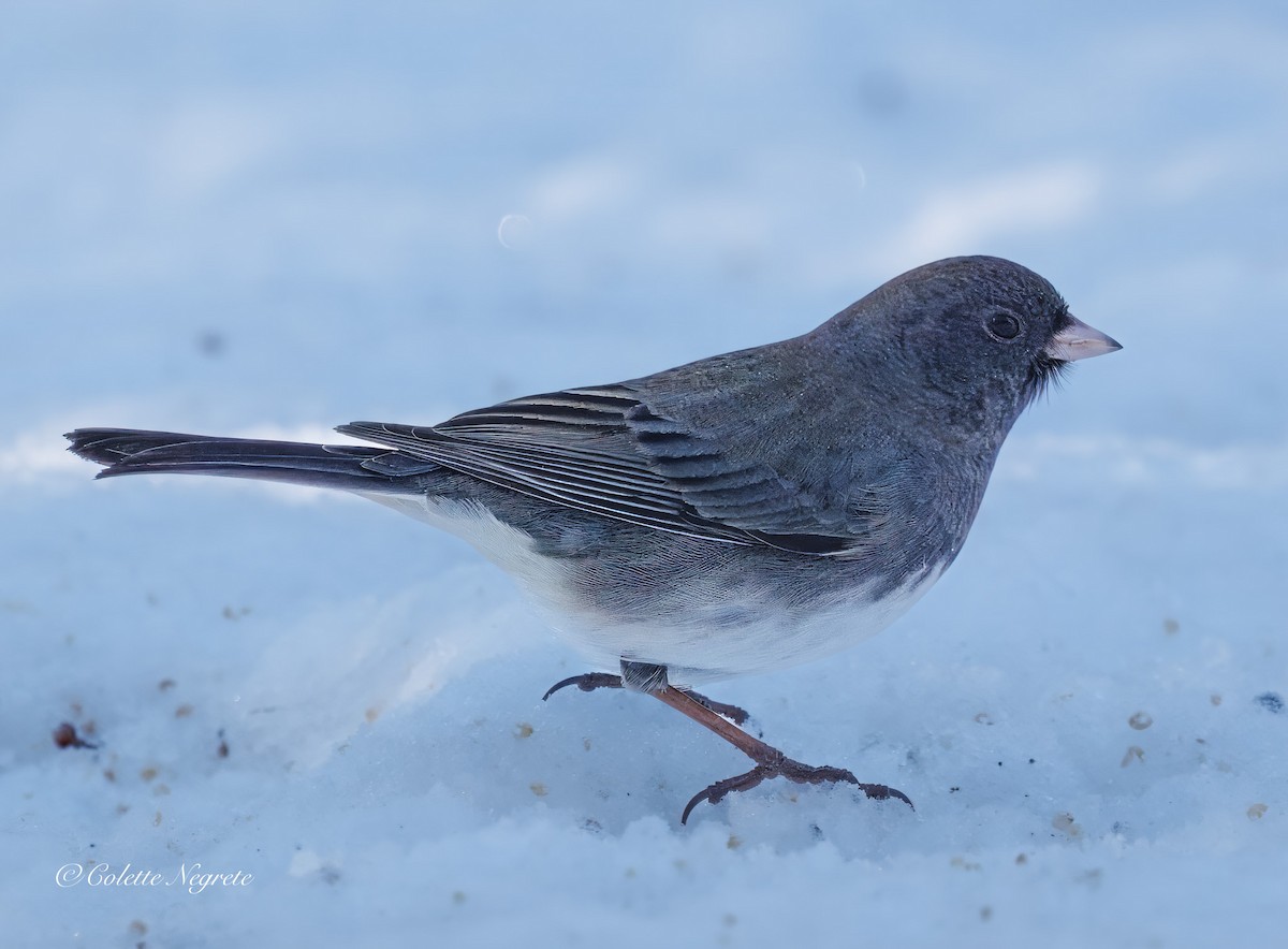 Dark-eyed Junco - ML647200988