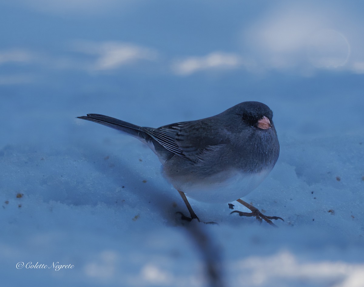 Dark-eyed Junco - ML647200989