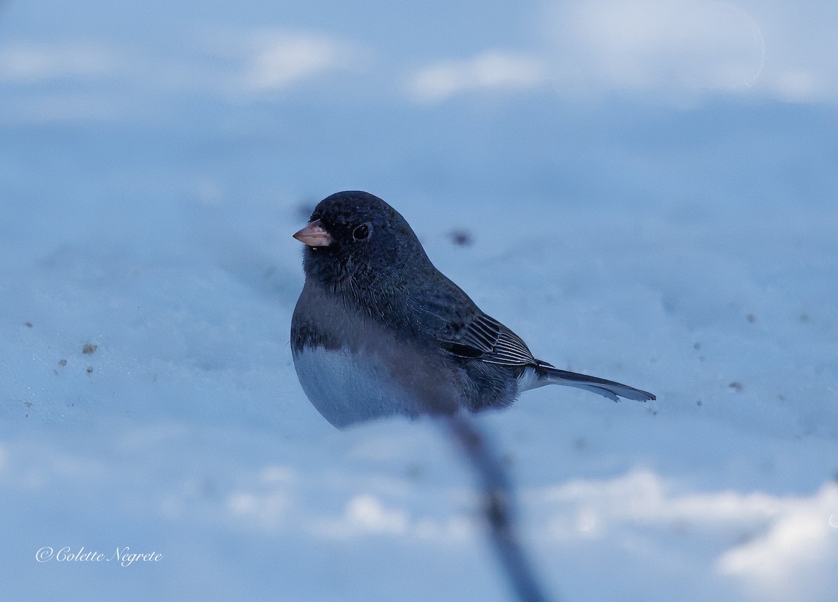 Dark-eyed Junco - ML647200990