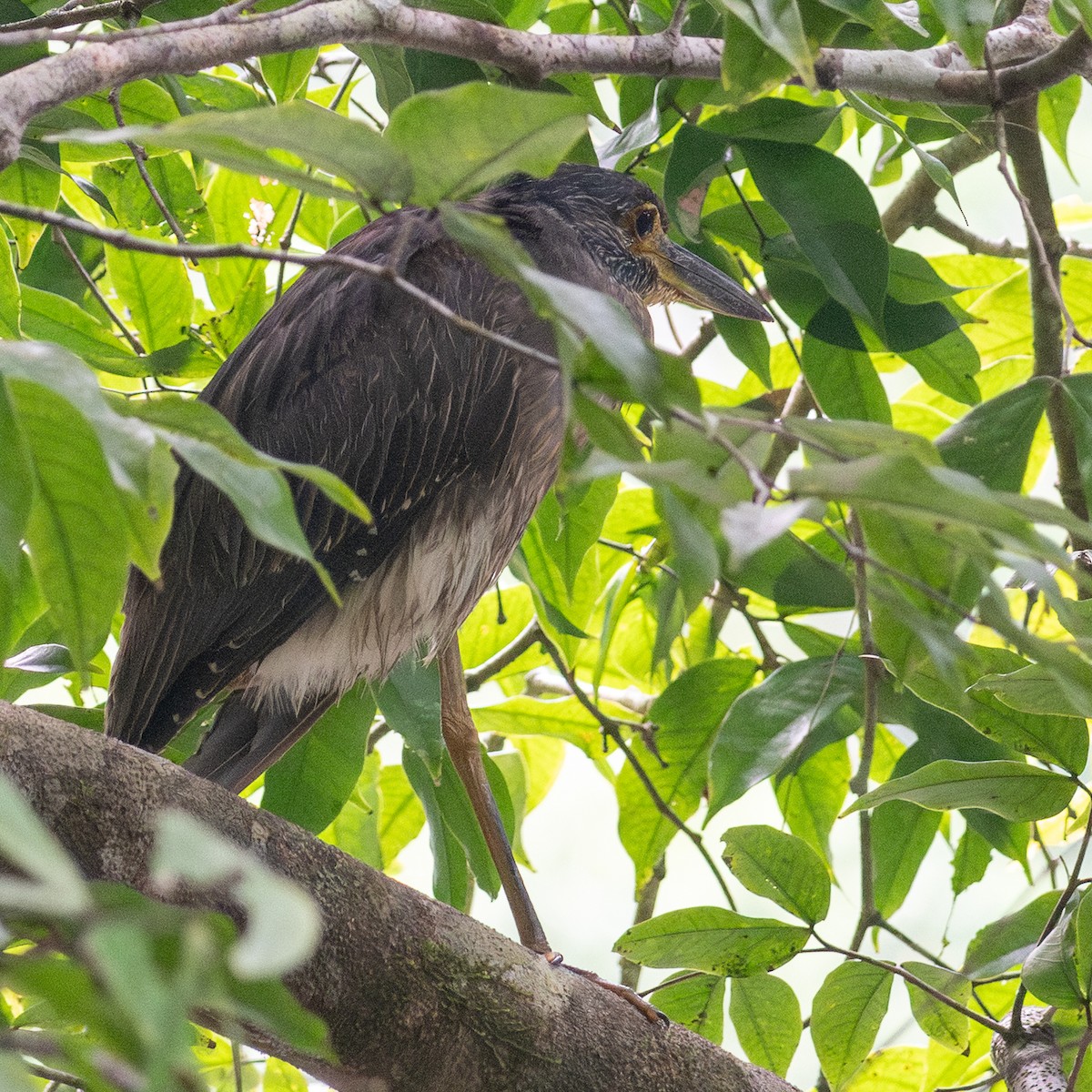 Yellow-crowned Night Heron - ML647200992