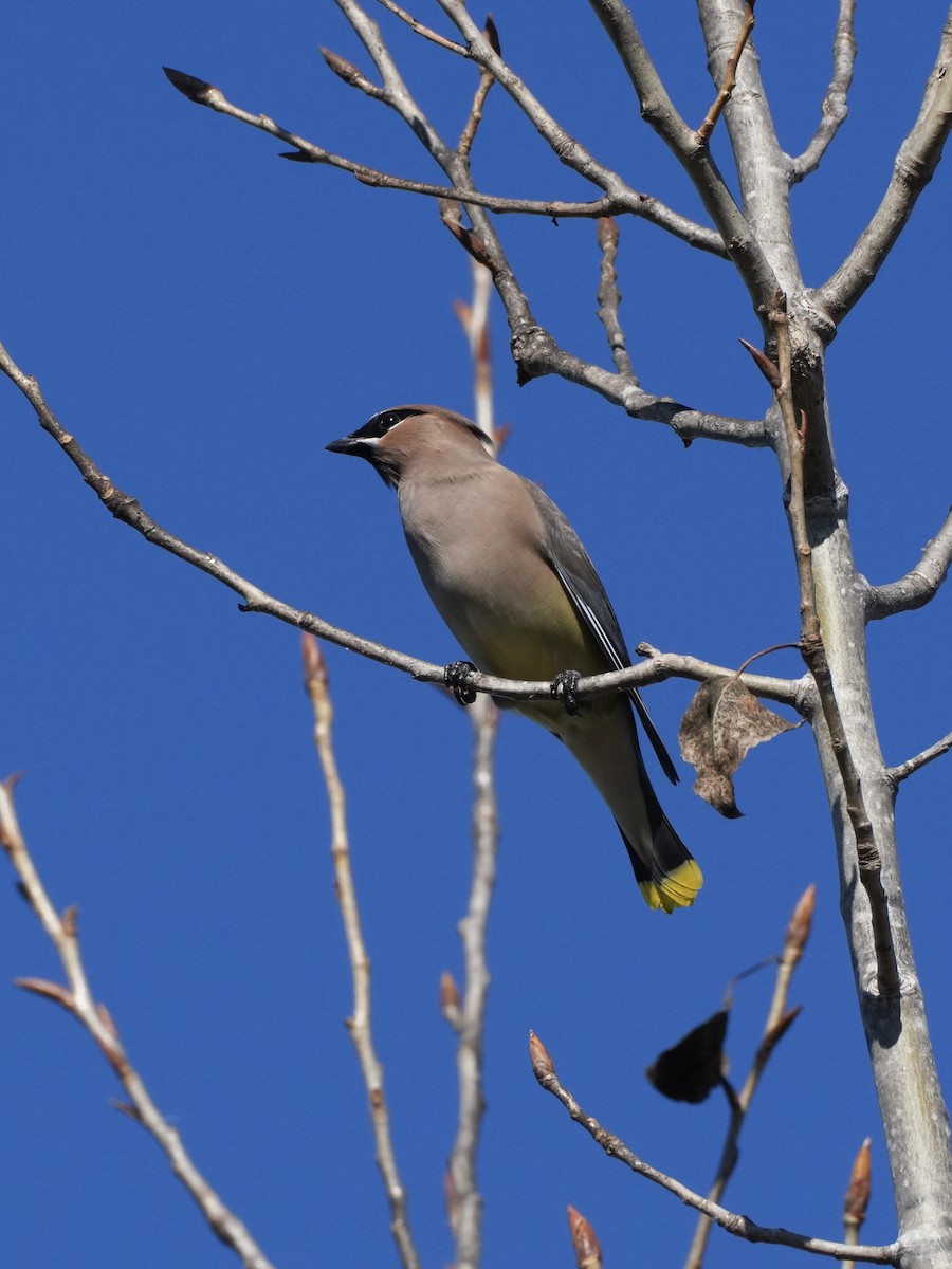 Cedar Waxwing - ML647200993