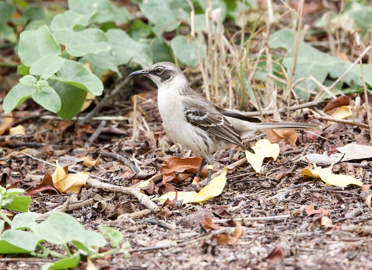 Galapagos Mockingbird - ML647201009