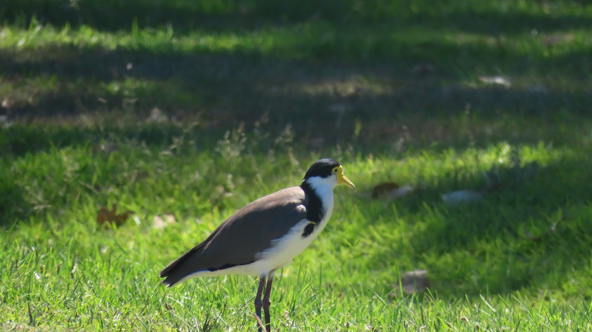 čejka australská - ML647201010