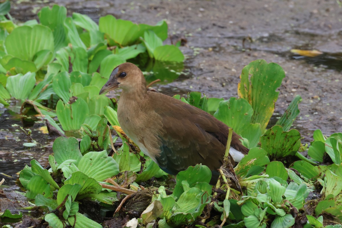 Малая султанка - ML647201015