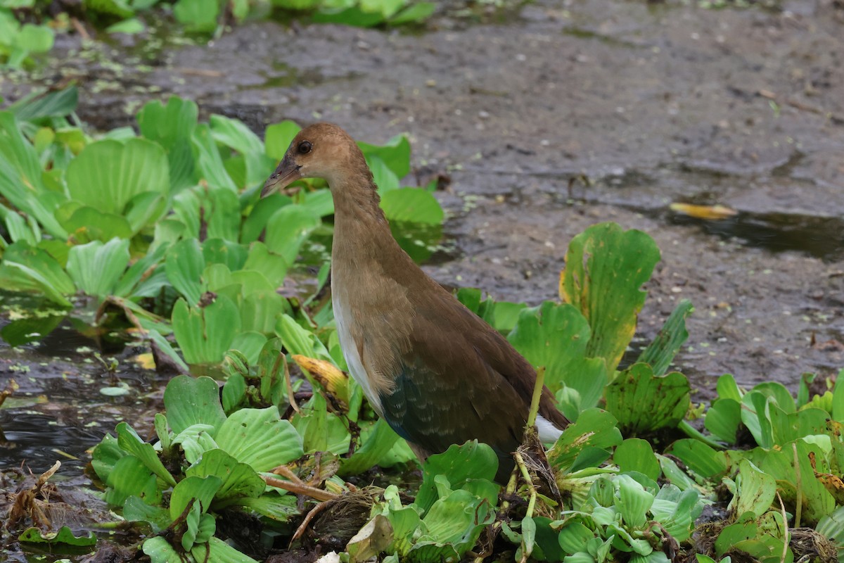 Малая султанка - ML647201016