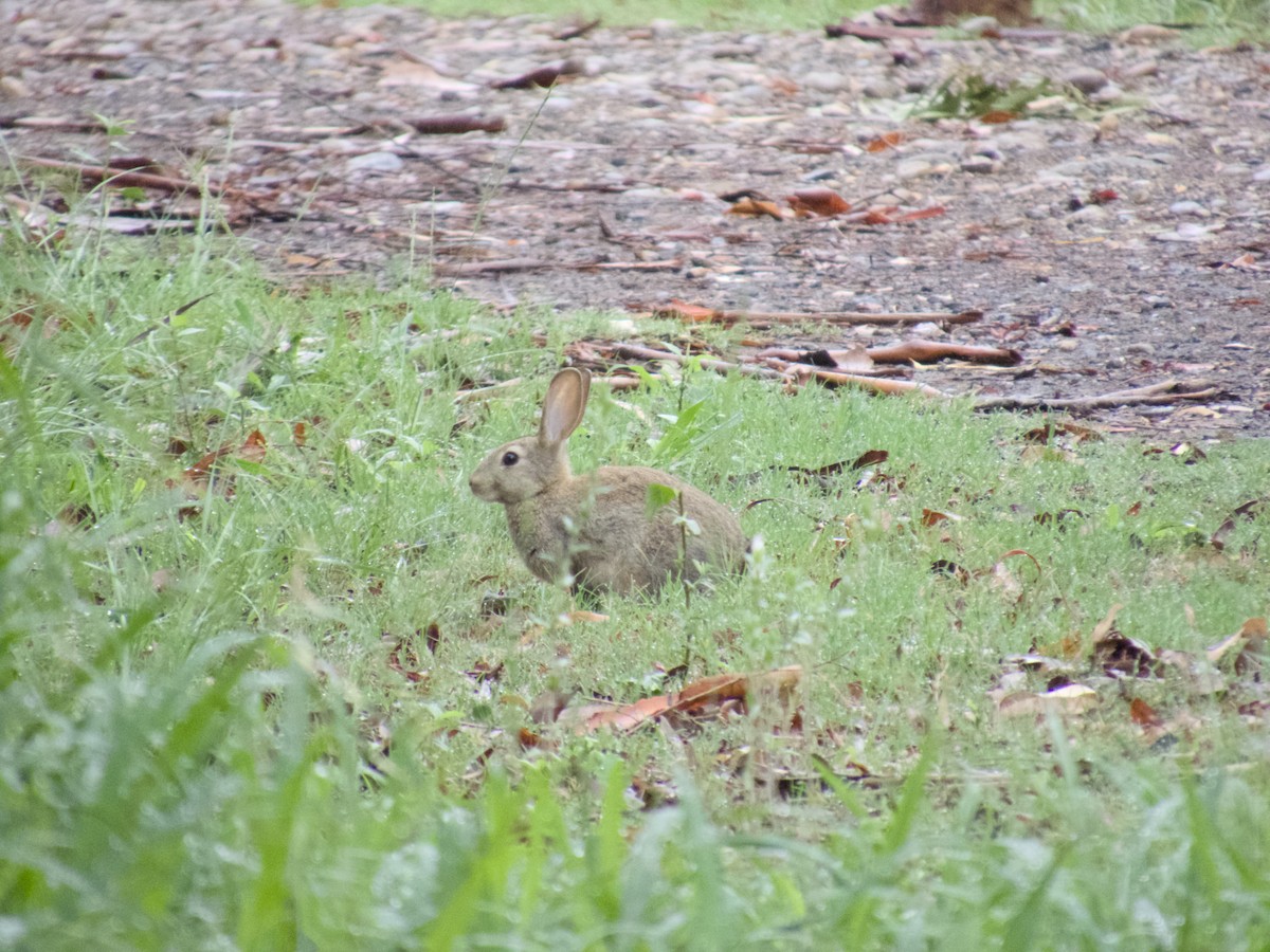 European Rabbit - ML647201017