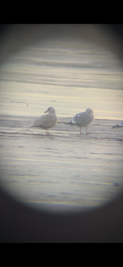 アイスランドカモメ（亜種 クムリーンカモメ） - ML647201018