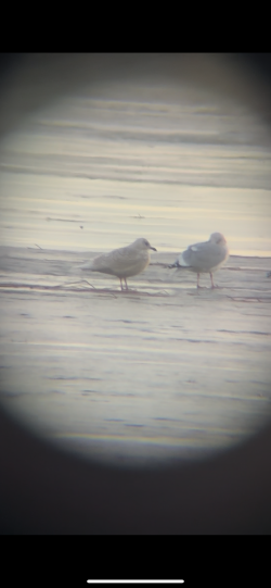 アイスランドカモメ（亜種 クムリーンカモメ） - ML647201023