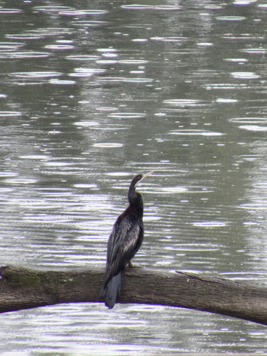anhinga australská - ML647201030