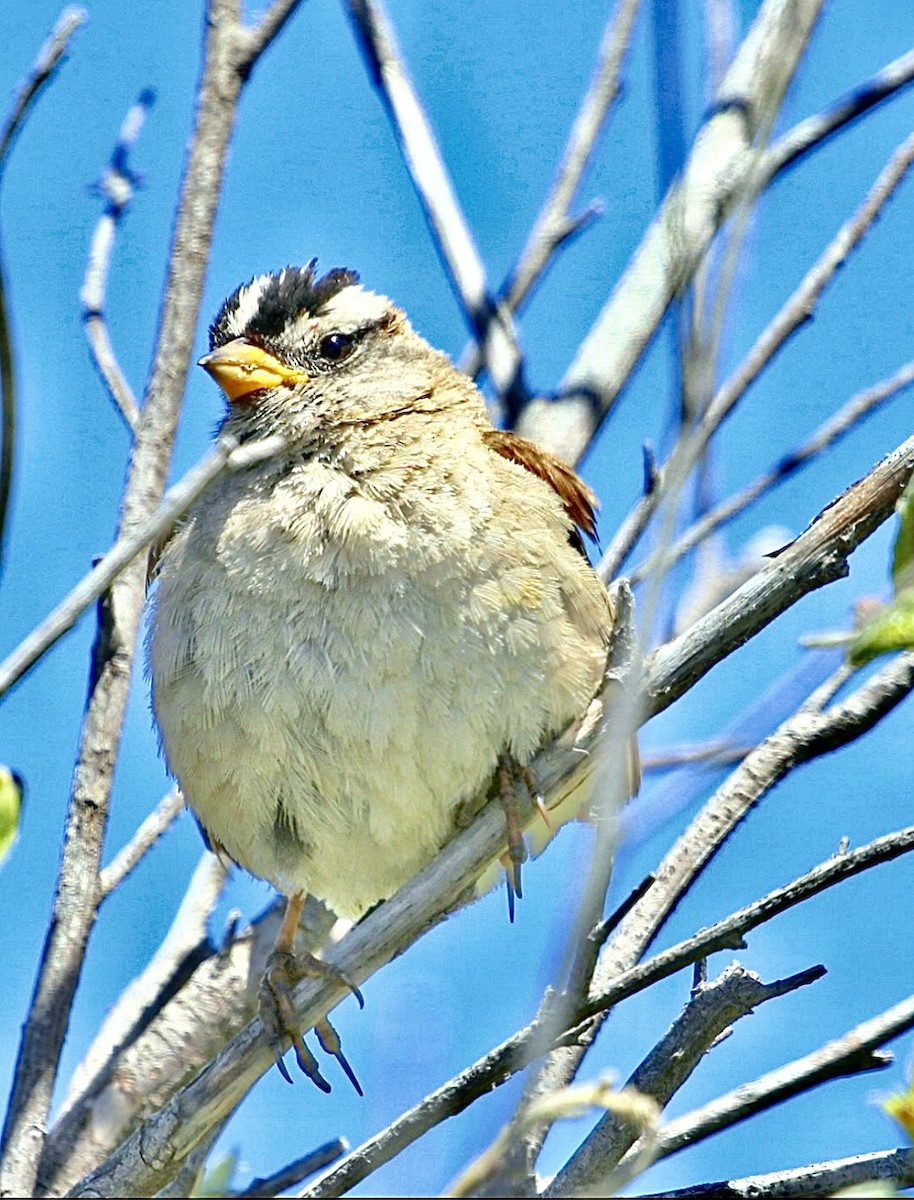 White-crowned Sparrow (nuttalli) - ML647201032