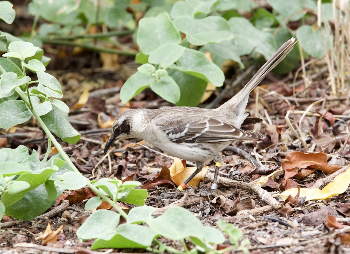 Galapagos Mockingbird - ML647201033
