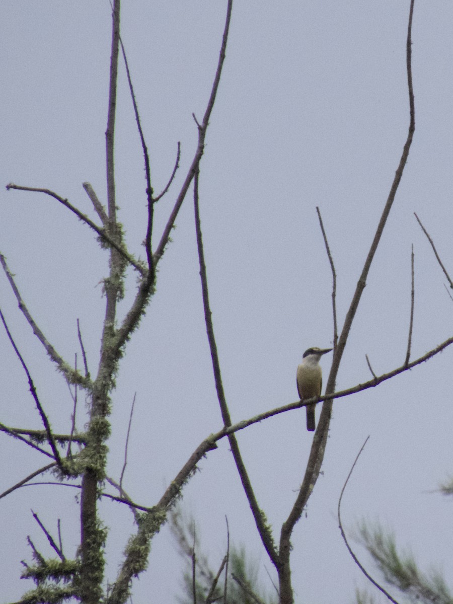 ledňáček posvátný - ML647201044