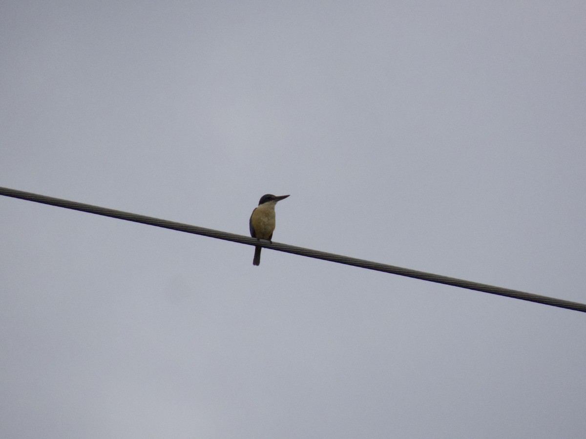 ledňáček posvátný - ML647201045