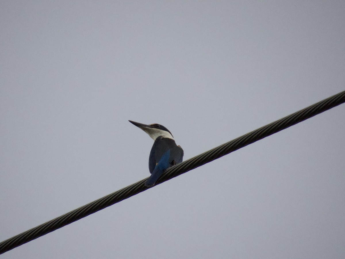 ledňáček posvátný - ML647201047