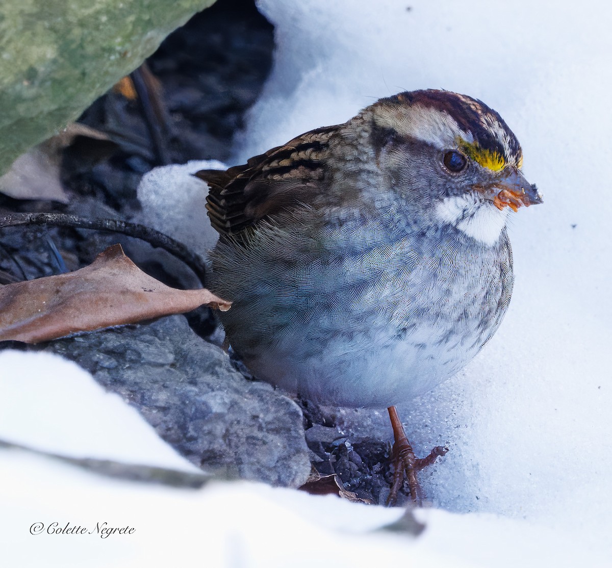 White-throated Sparrow - ML647201051