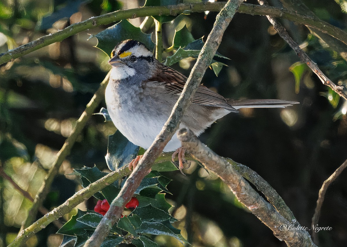 White-throated Sparrow - ML647201052
