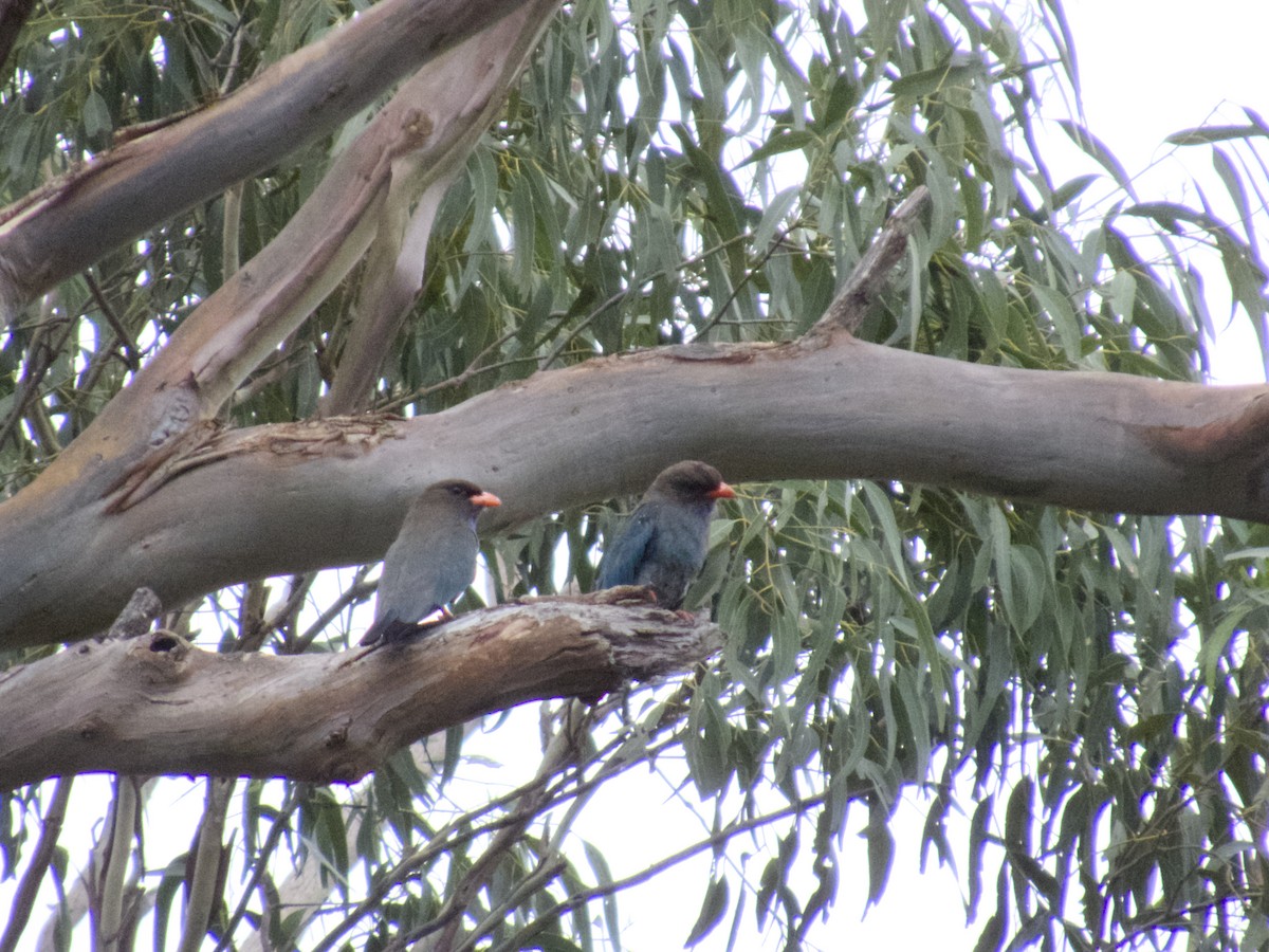 Dollarbird - ML647201056