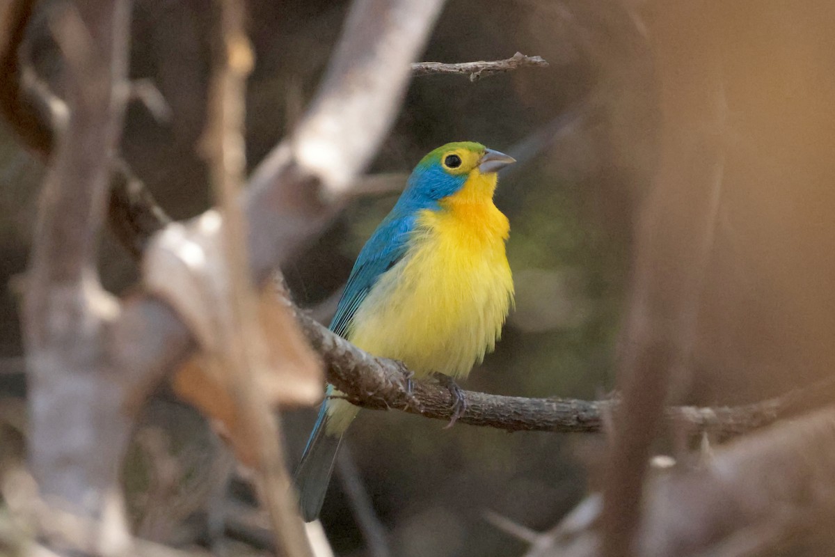 Orange-breasted Bunting - ML647201060