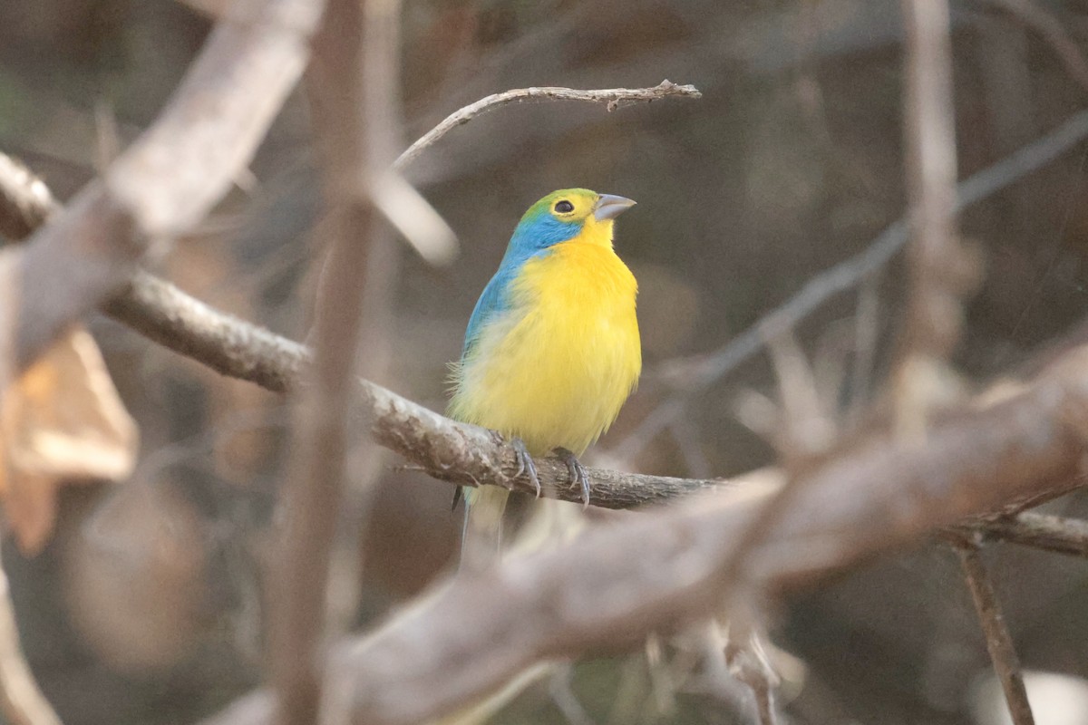 Orange-breasted Bunting - ML647201064