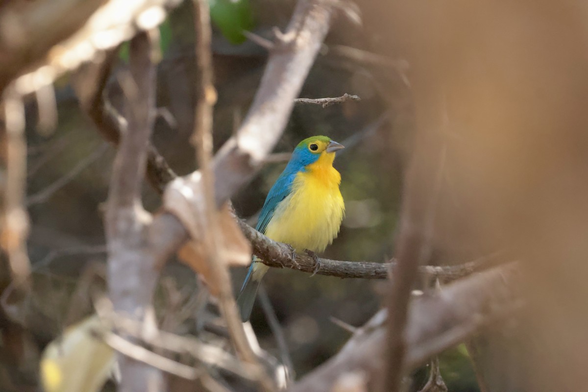Orange-breasted Bunting - ML647201065