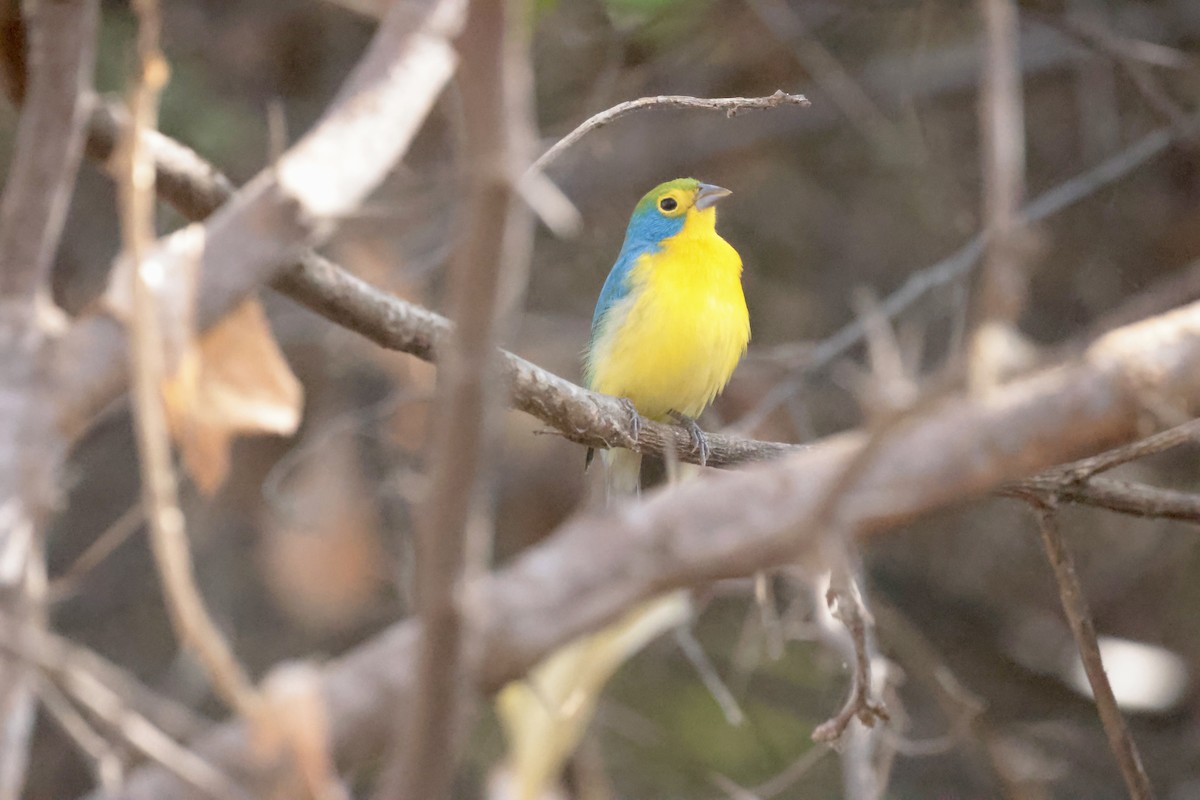 Orange-breasted Bunting - ML647201066