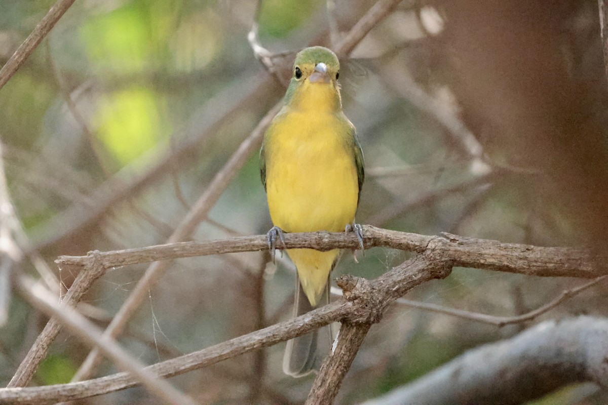 Orange-breasted Bunting - ML647201067