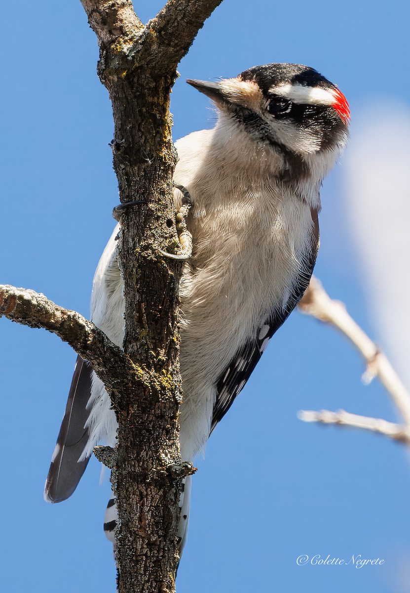 Downy Woodpecker - ML647201074