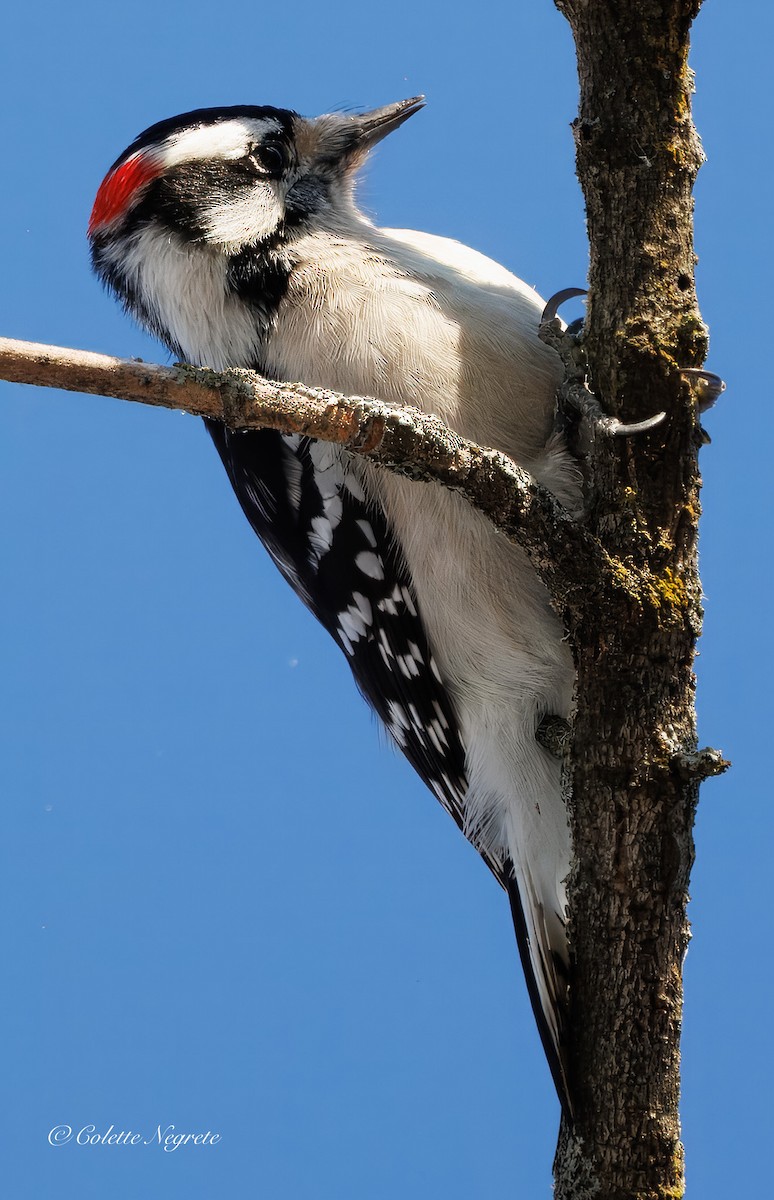 Downy Woodpecker - ML647201075