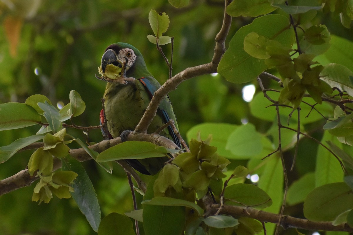 Ara vert - ML647201076