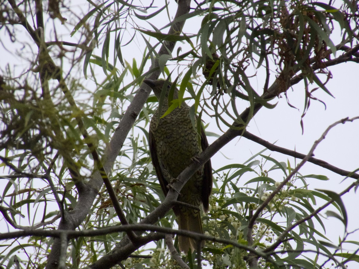 lemčík hedvábný - ML647201078