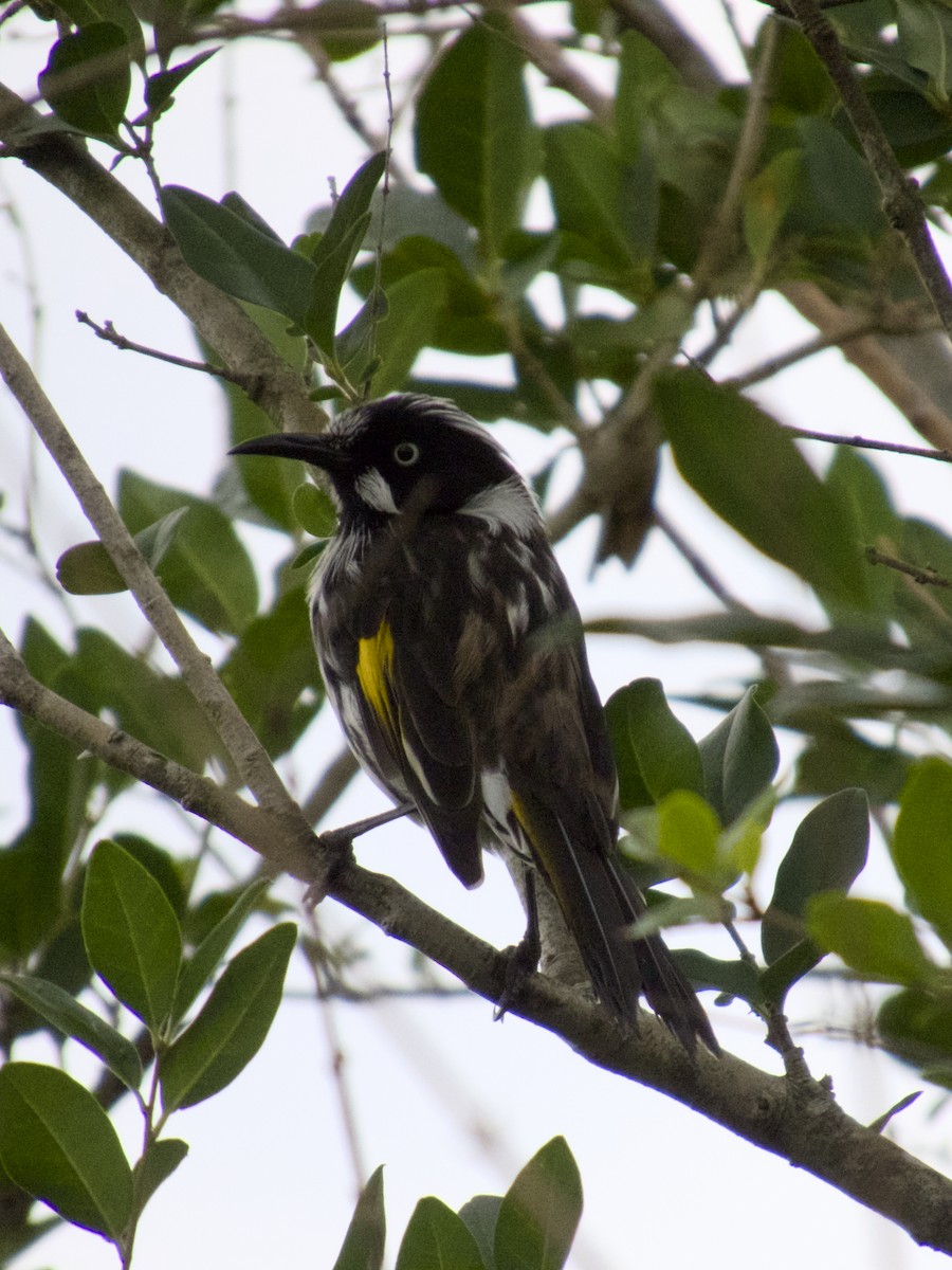 medosavka žlutokřídlá - ML647201092