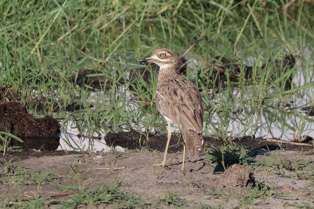 dytík vodní - ML647201100