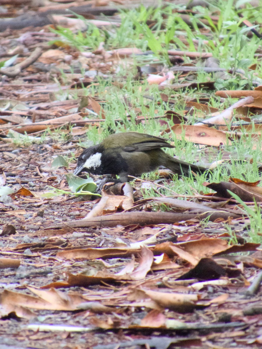 kosovec zvučnohlasý - ML647201102