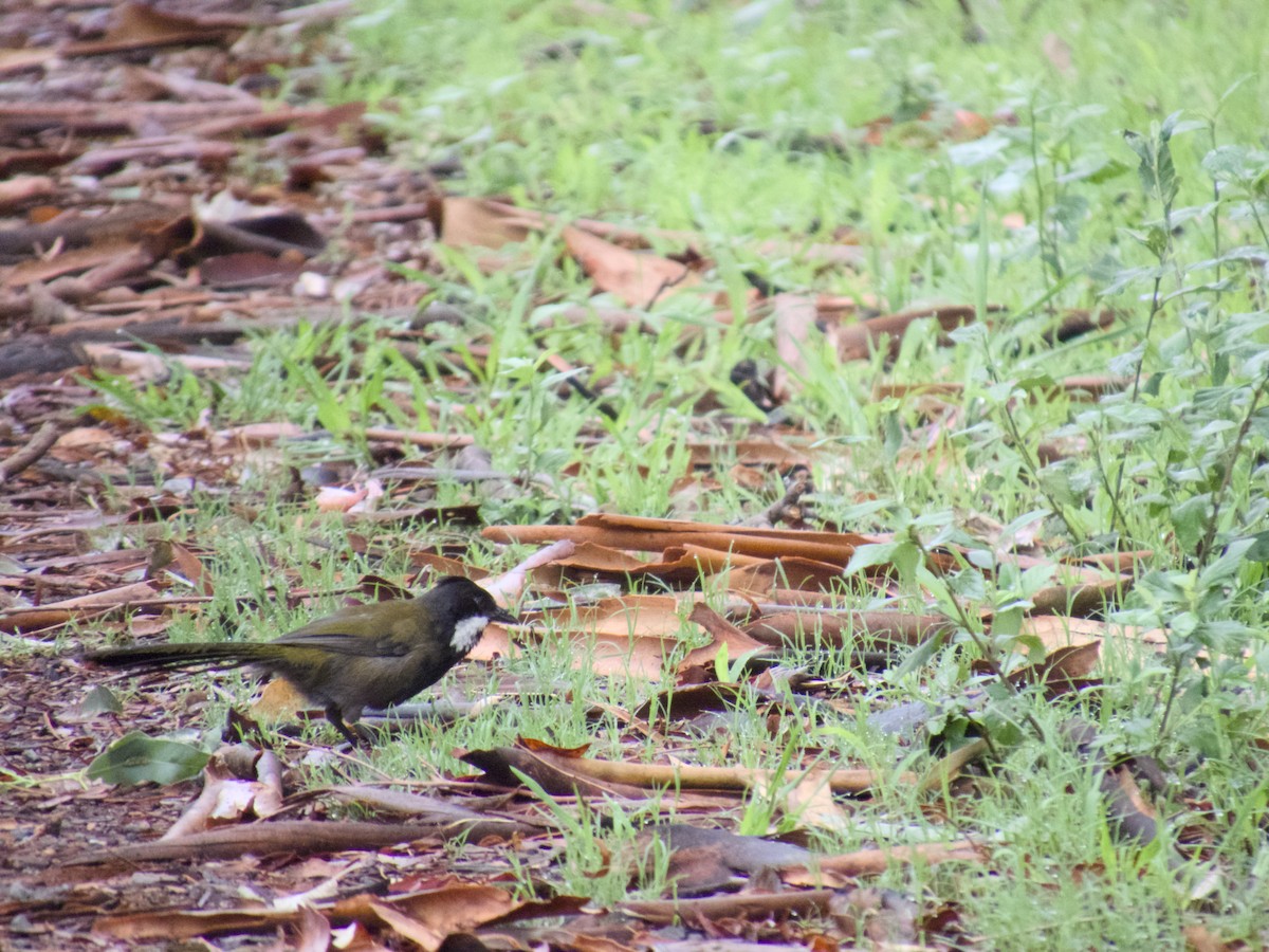 kosovec zvučnohlasý - ML647201103