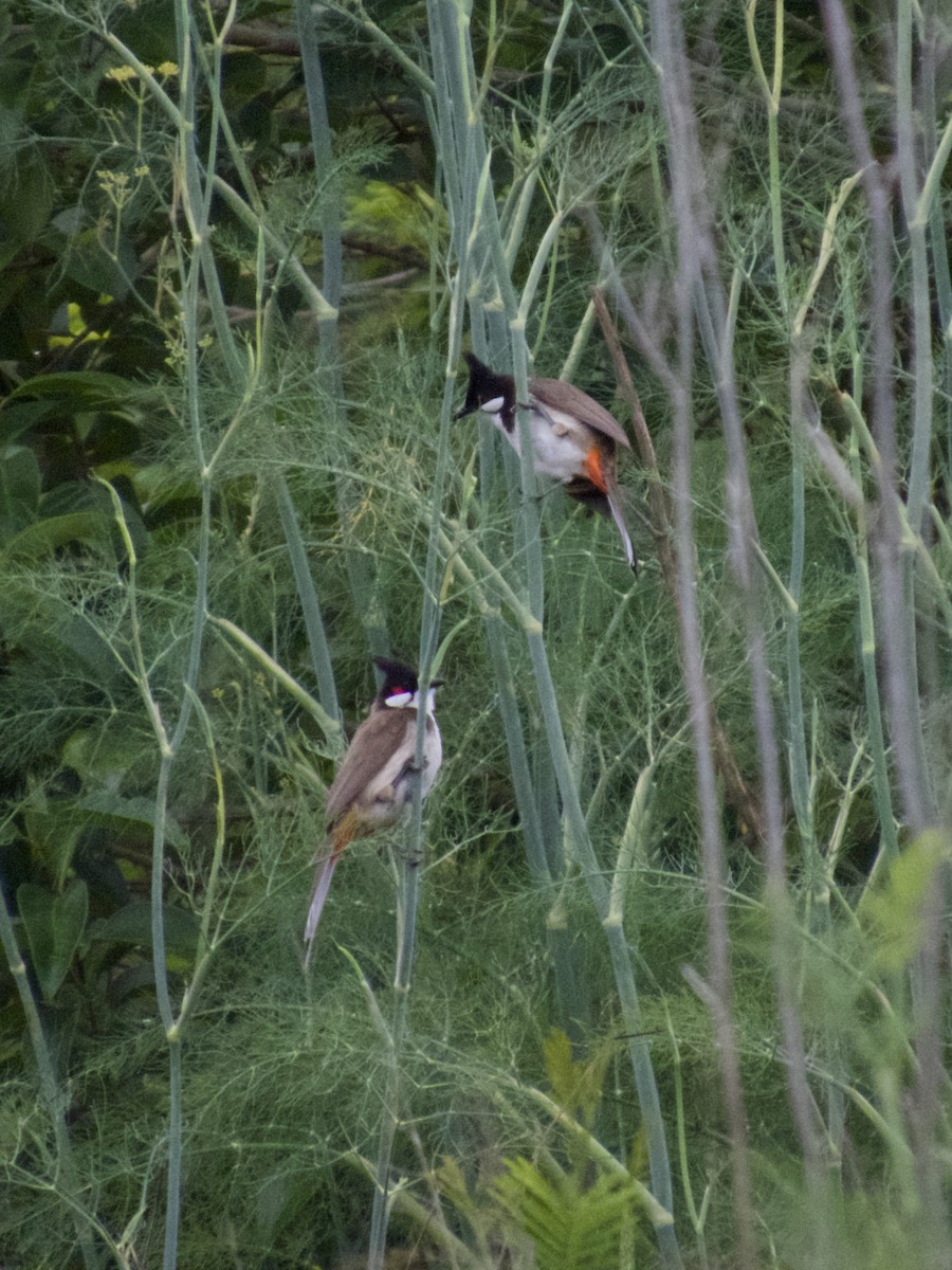 bulbul červenouchý - ML647201119