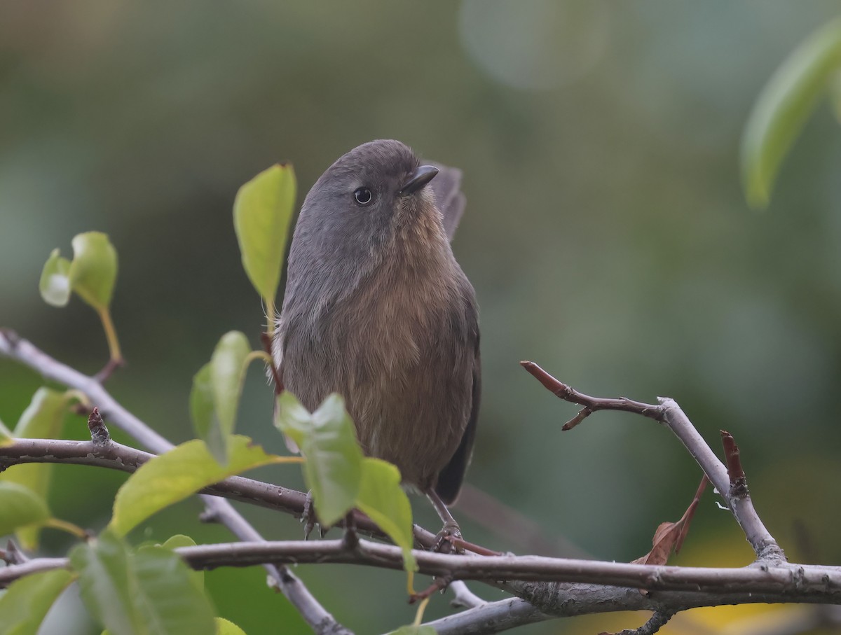 Wrentit - ML647201120