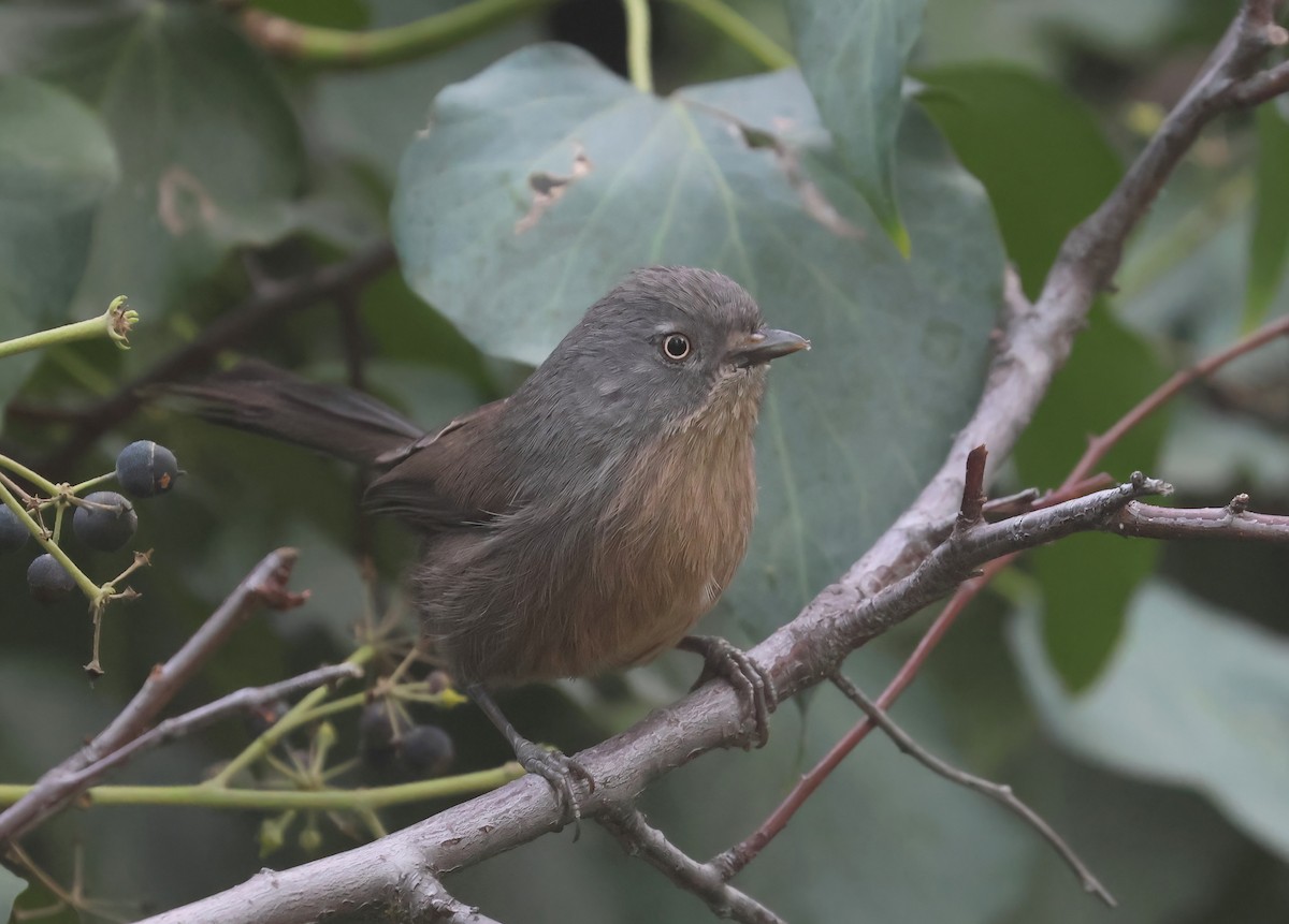 Wrentit - ML647201121