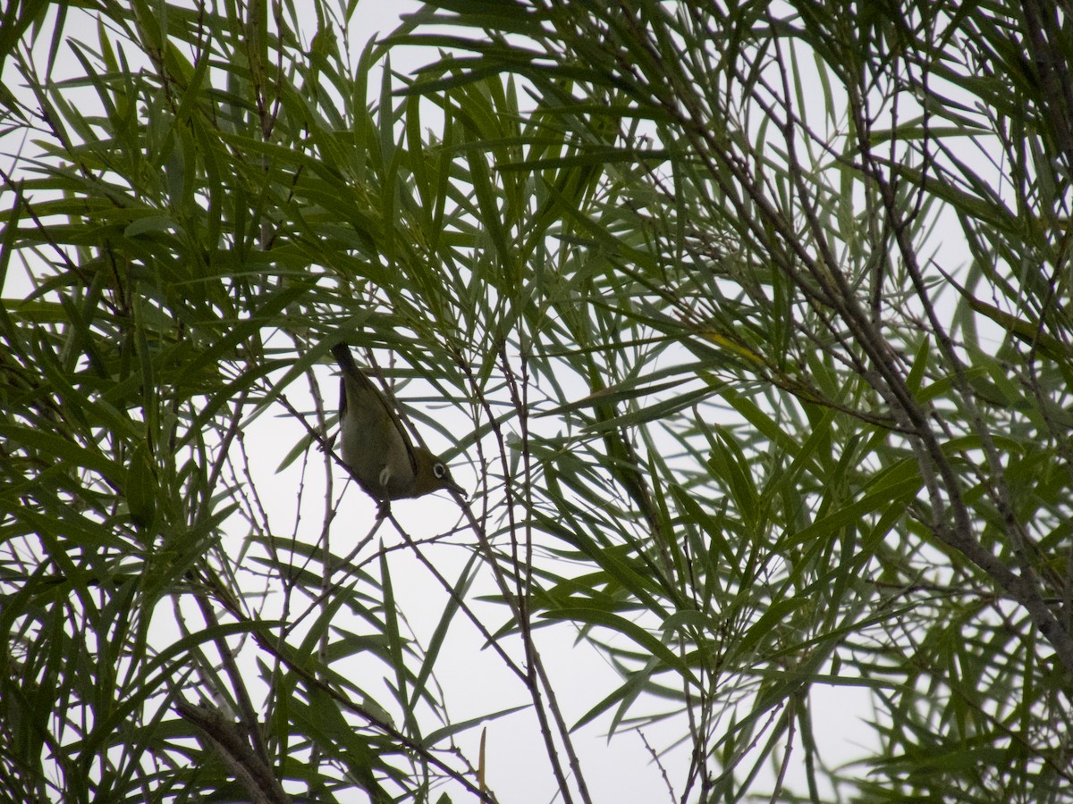 Silvereye - ML647201131