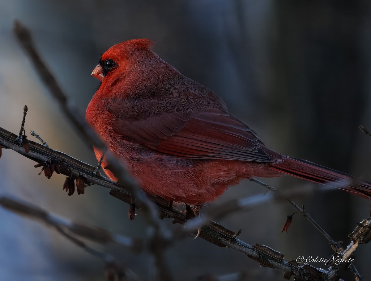 Northern Cardinal - ML647201132