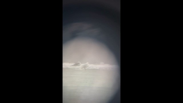 שחף איסלנדי (kumlieni) - ML647201138