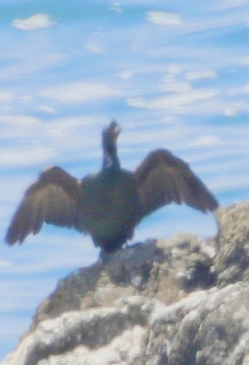 Brandt's Cormorant - ML647201142