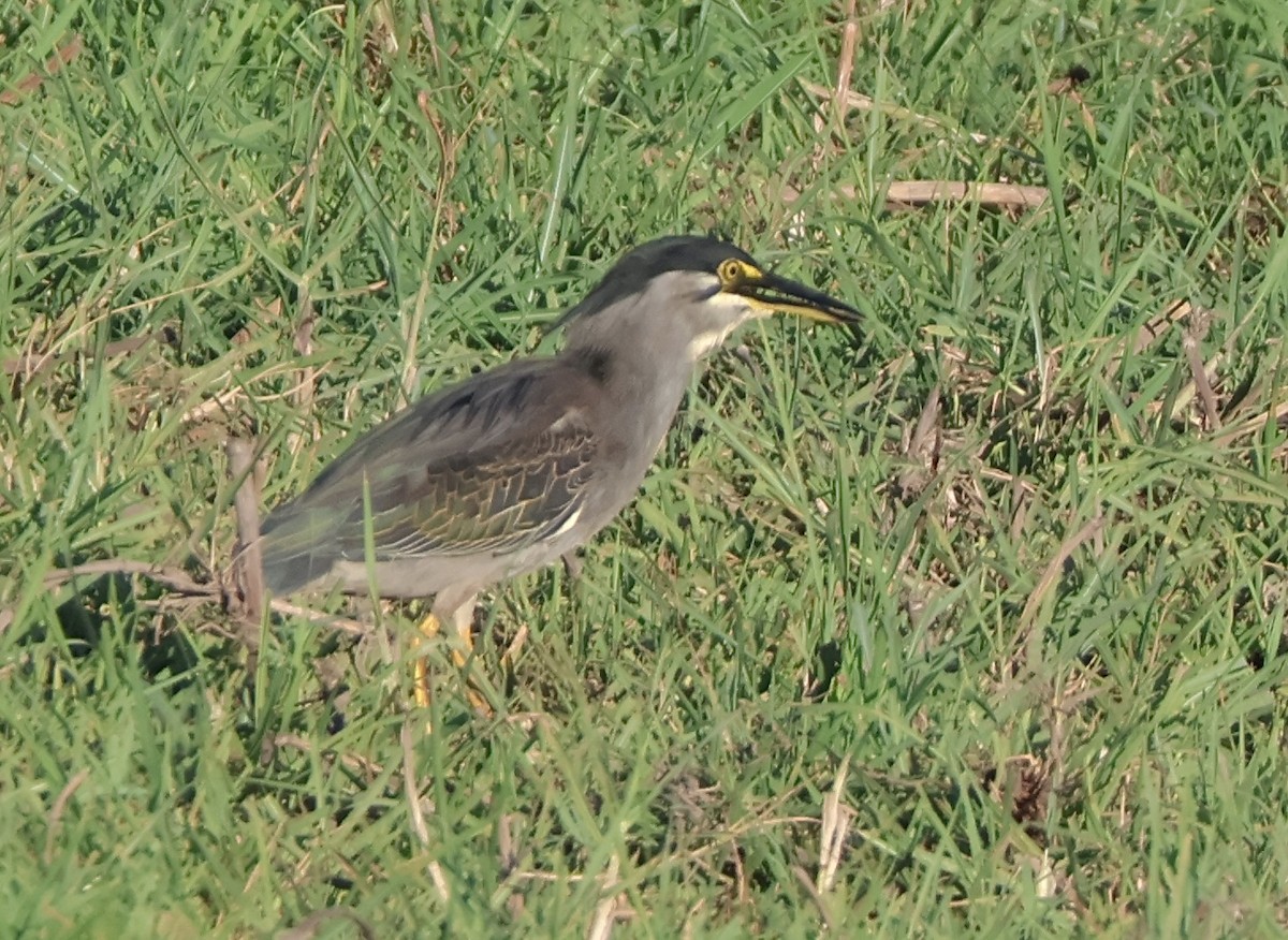 kvakoš noční - ML647201143