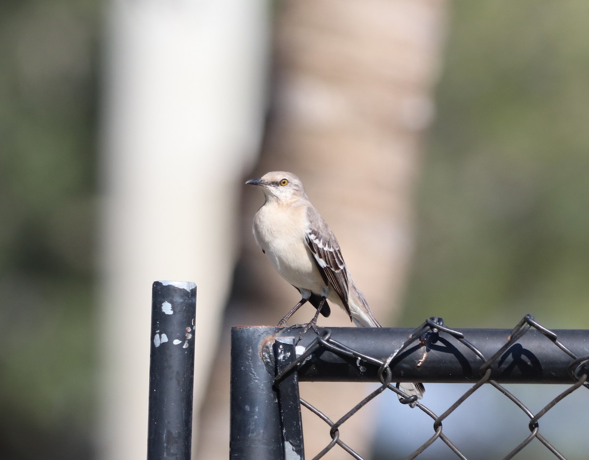 Northern Mockingbird - ML647201144