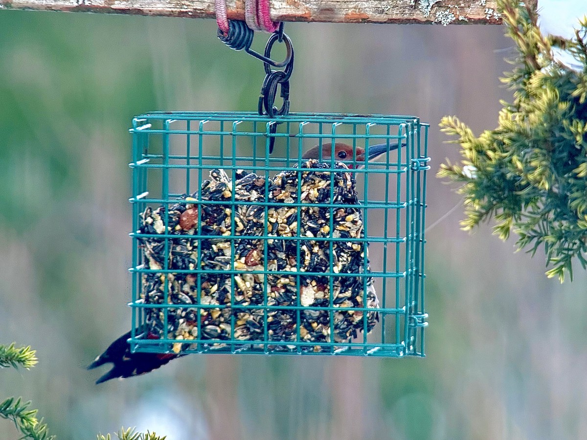 Northern Flicker (Yellow-shafted x Red-shafted) - ML647201146